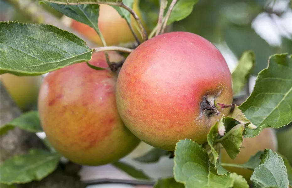 Sommerschnitt für Obstbäume 