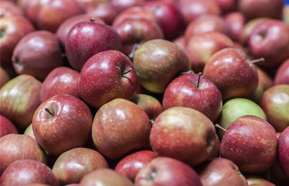 Sommerschnitt für Obstbäume 