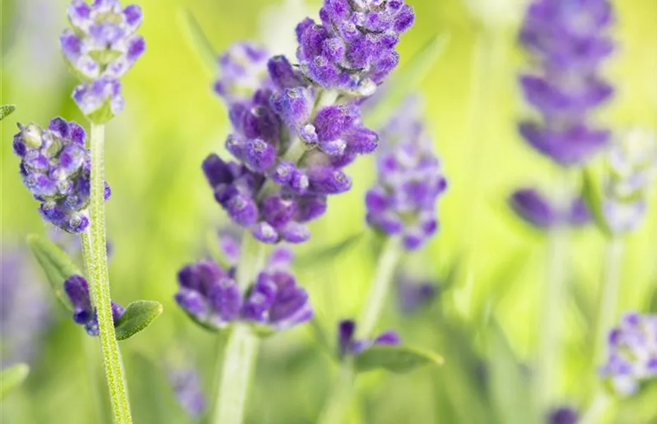 Lavendel, seine vielseitige Anwendung und Pflegehinweise