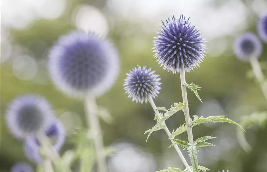 Das Staudenbeet – ein Blütenmeer im Garten