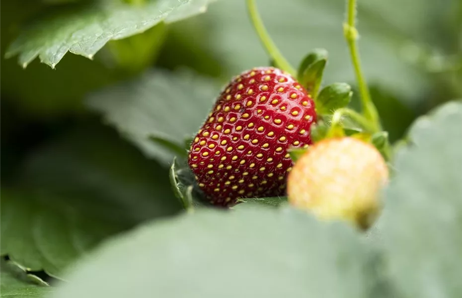 Erdbeeren – rot, rund und richtig lecker!