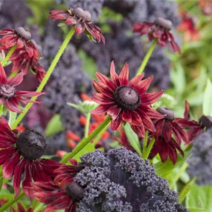 Die beliebtesten Stauden für die Gartengestaltung