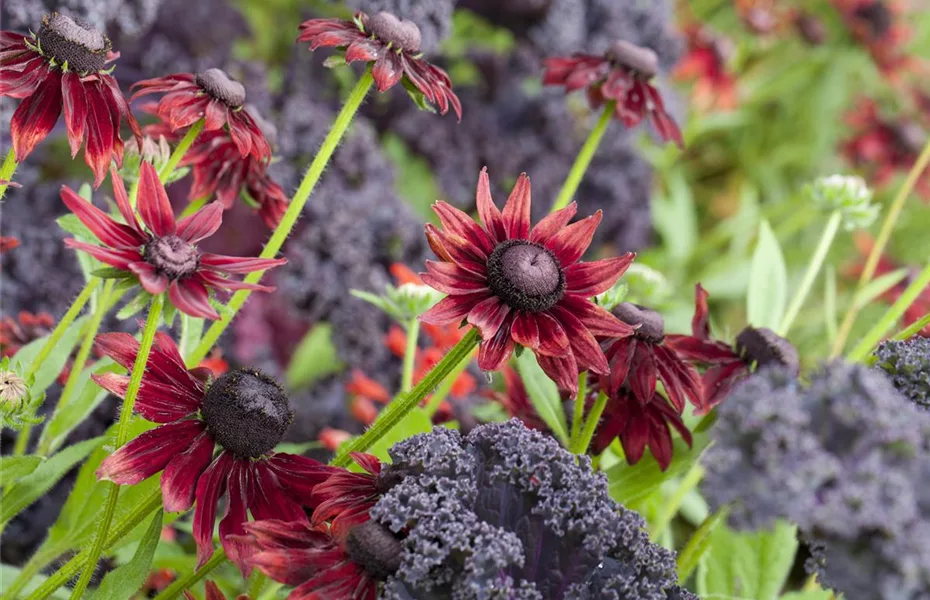 Die beliebtesten Stauden für die Gartengestaltung