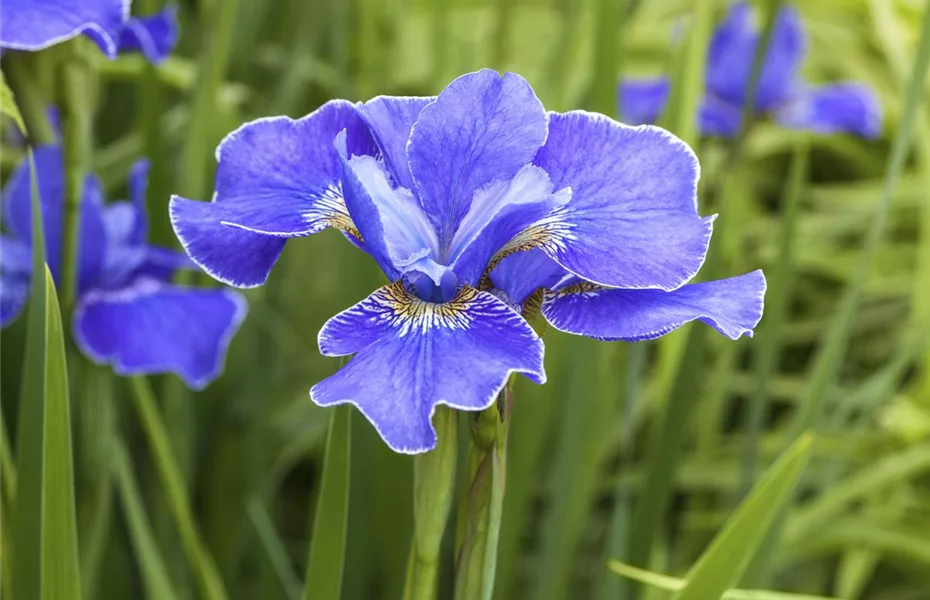 Die beliebtesten Stauden für die Gartengestaltung