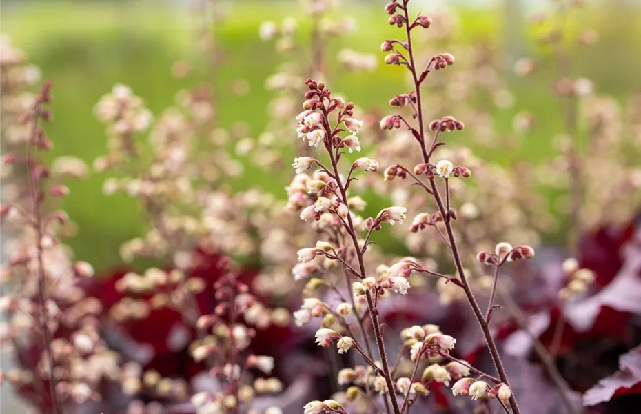 Die beliebtesten Stauden für die Gartengestaltung