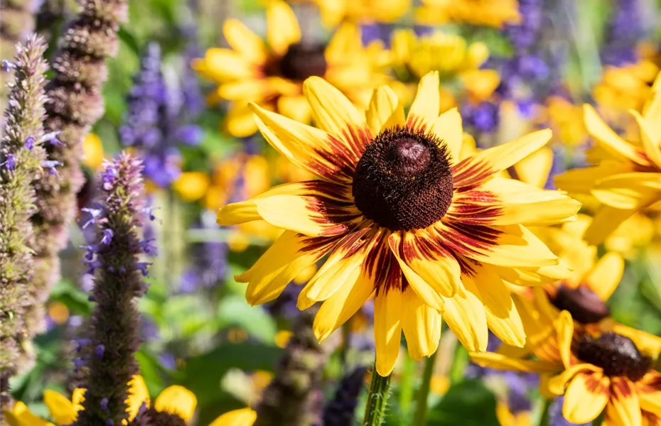 Die beliebtesten Stauden für die Gartengestaltung