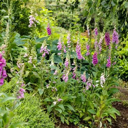 So wird’s richtig bunt - Stauden für jeden Standort im Garten