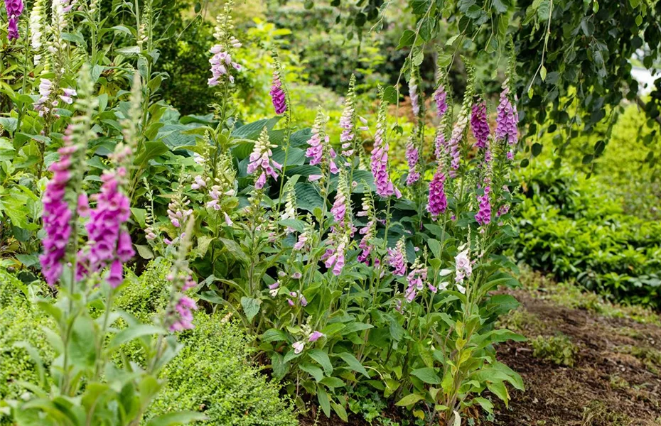 So wird’s richtig bunt - Stauden für jeden Standort im Garten