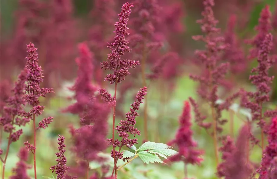 So wird’s richtig bunt - Stauden für jeden Standort im Garten