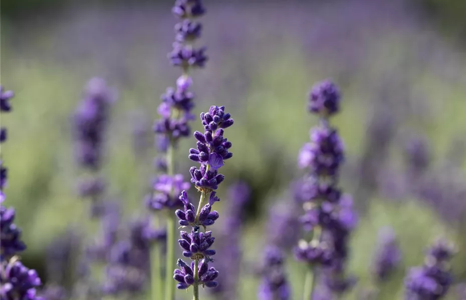 So wird’s richtig bunt - Stauden für jeden Standort im Garten