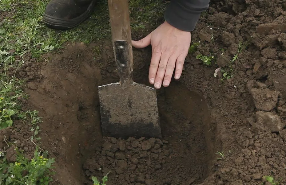 Zwergapfelbaum – Einpflanzen im Garten