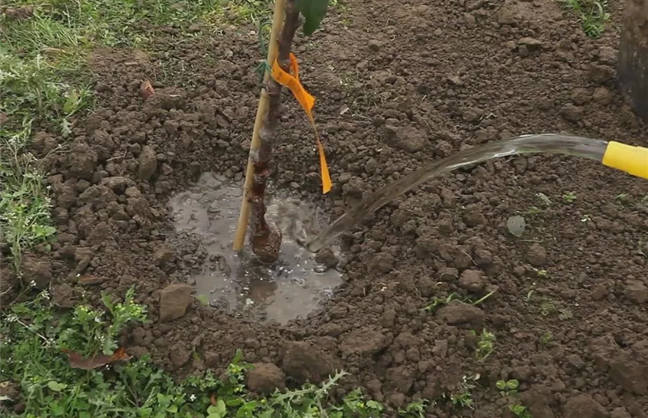 Zwergapfelbaum – Einpflanzen im Garten