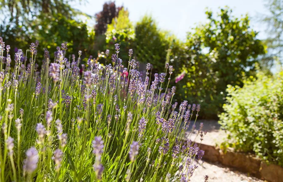 Mediterraner Garten – Tipps zur Gestaltung