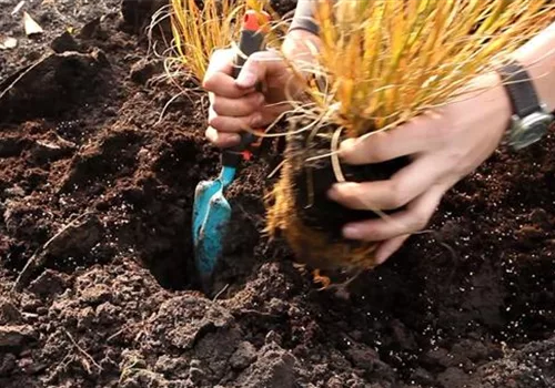 Gräser - Einpflanzen im Garten