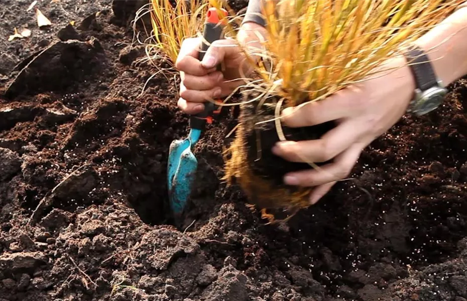 Gräser - Einpflanzen im Garten