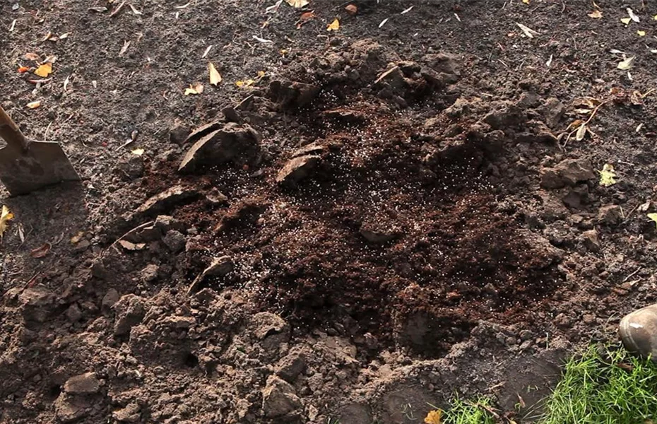 Gräser - Einpflanzen im Garten