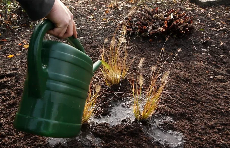 Gräser - Einpflanzen im Garten