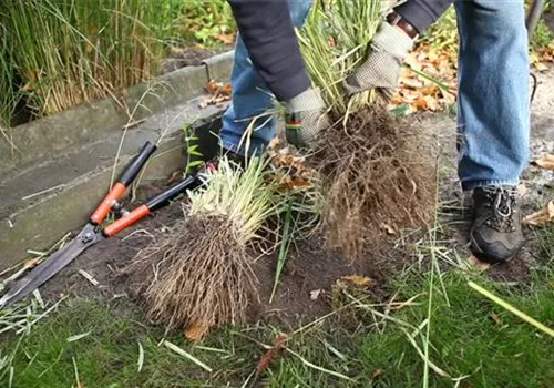 Gräser - Vermehren im Frühling