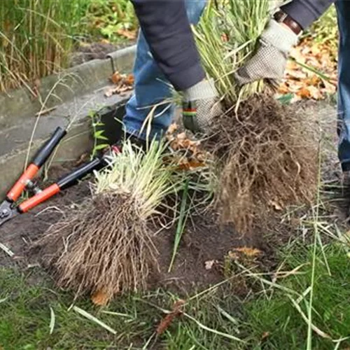 Gräser - Vermehren im Frühling