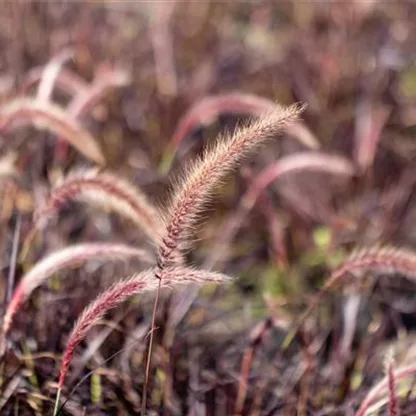 Gartengestaltung mit Gräsern – Jetzt wird’s bunt!