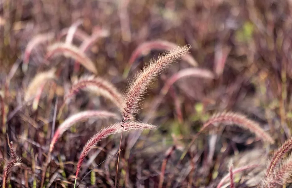 Gartengestaltung mit Gräsern – Jetzt wird’s bunt!