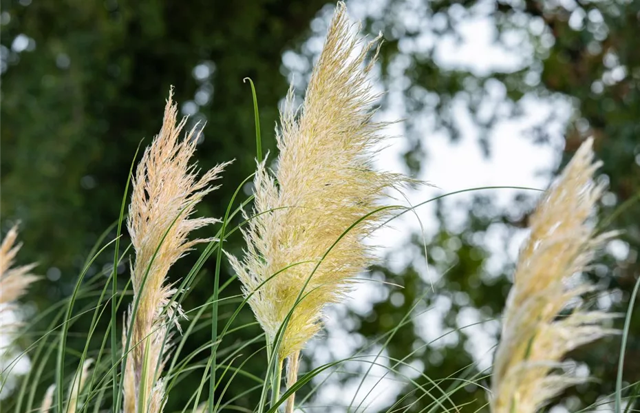 Gartengestaltung mit Gräsern – Jetzt wird’s bunt!