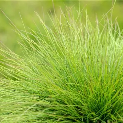 Gräser kaufen und den eigenen Garten einmalig gestalten