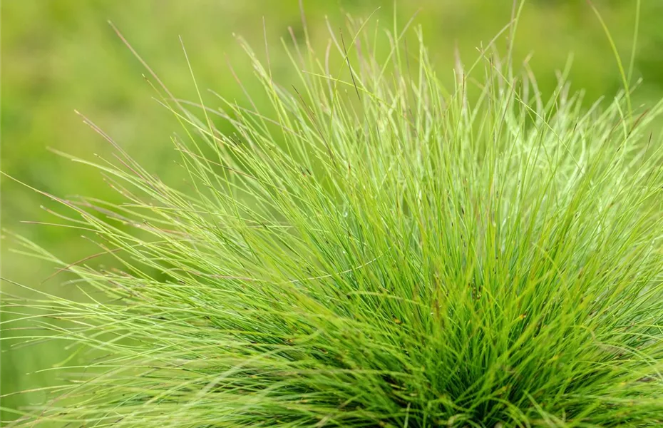 Gräser kaufen und den eigenen Garten einmalig gestalten