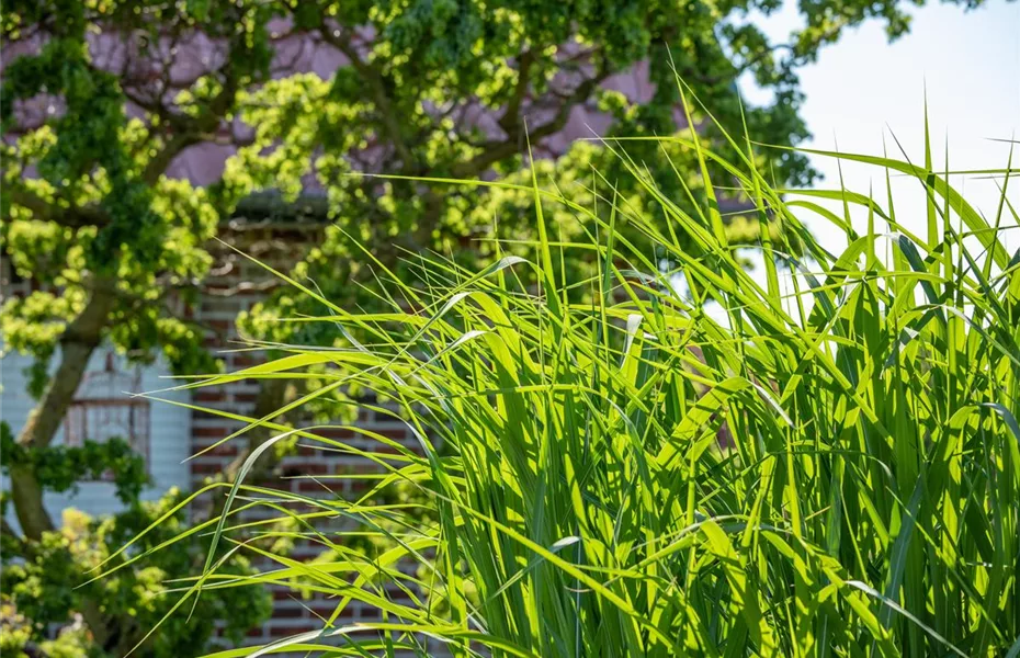 Gräser kaufen und den eigenen Garten einmalig gestalten