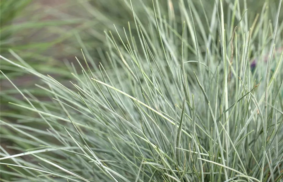 Gräser kaufen und den eigenen Garten einmalig gestalten