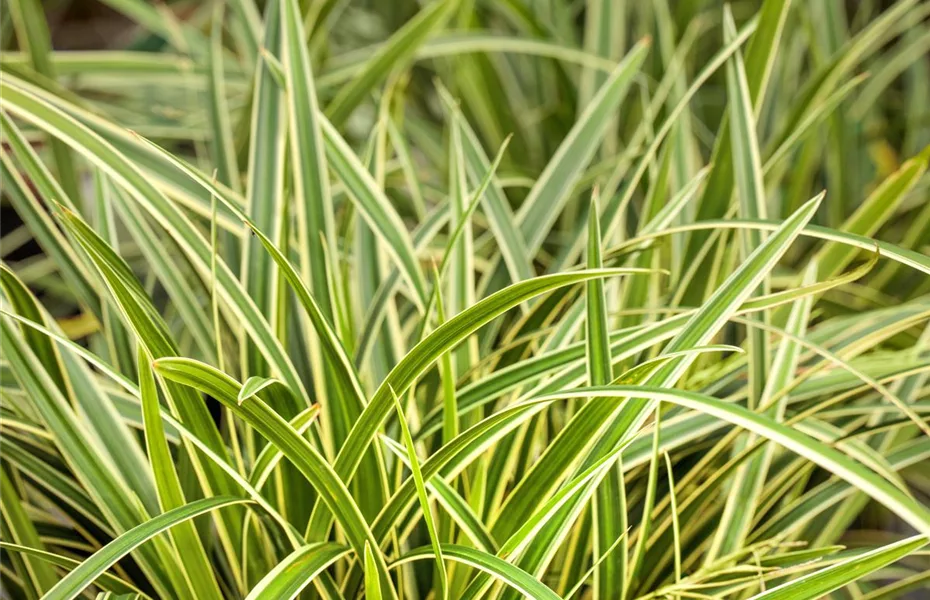 Gräser kaufen und den eigenen Garten einmalig gestalten