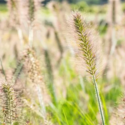 Gräser pflanzen leicht gemacht – So erstrahlt der Garten