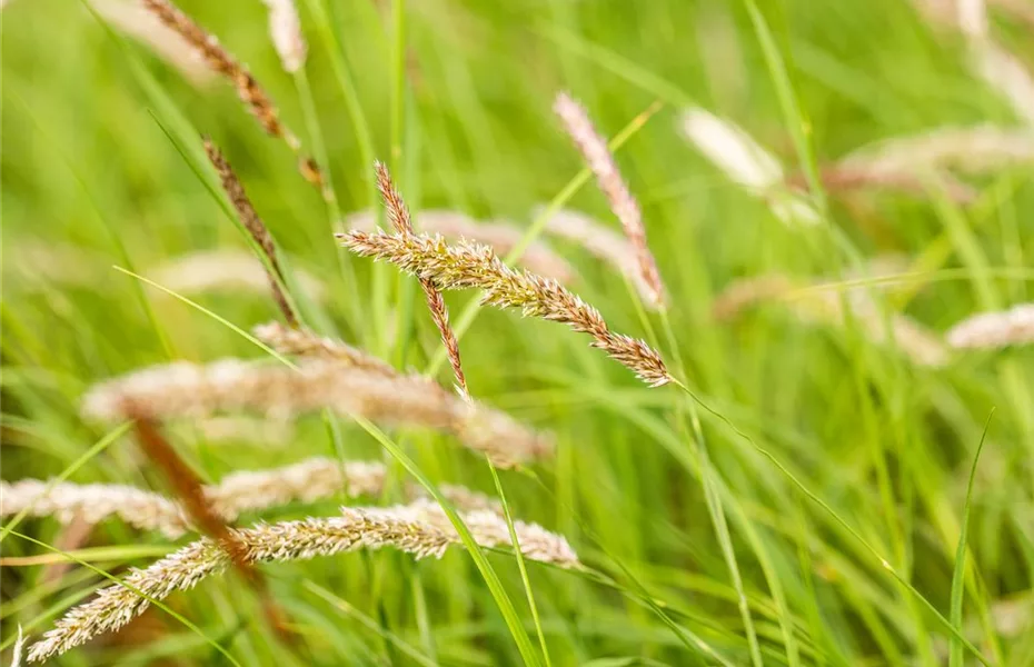 Gräser pflanzen leicht gemacht – So erstrahlt der Garten