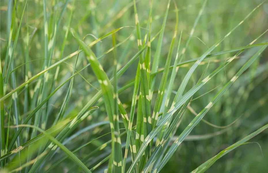 Gräser pflanzen leicht gemacht – So erstrahlt der Garten