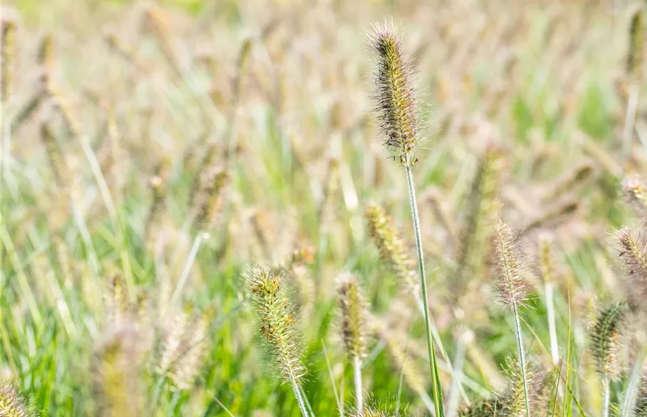 Gräser pflegen und dem Windspiel im Garten lauschen