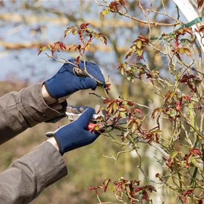 Der Rosenschnitt – Schönheitskur im Frühling