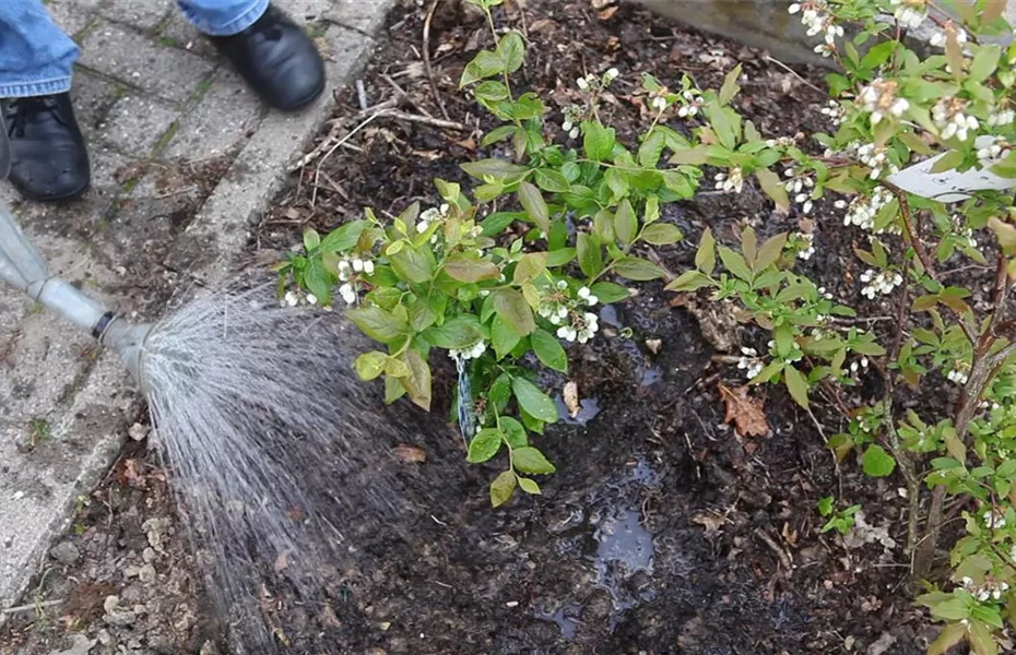 Heidelbeeren - Einpflanzen im Garten