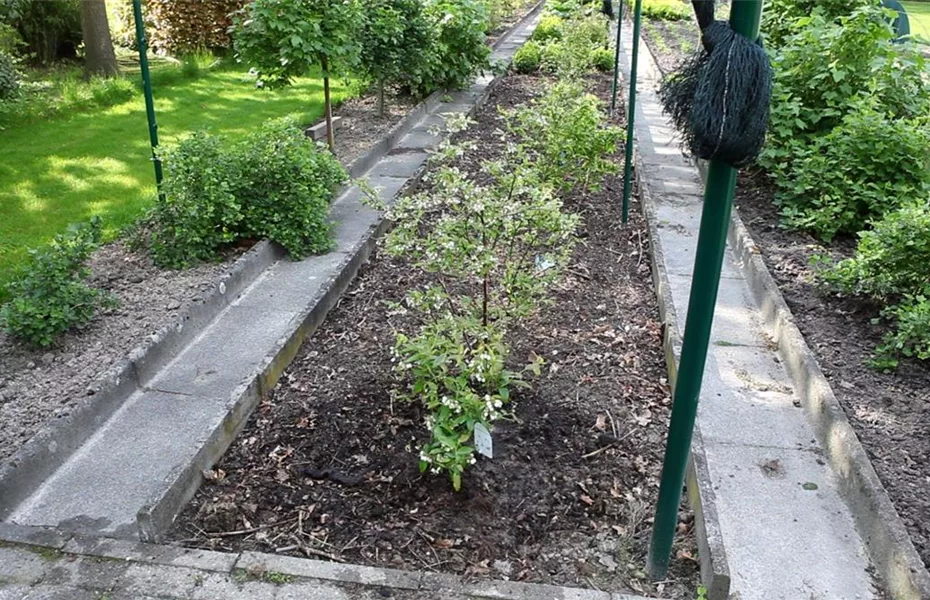 Heidelbeeren - Einpflanzen im Garten