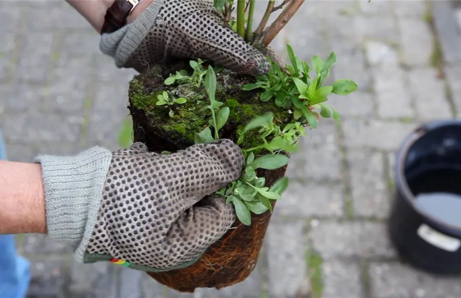 Heidelbeeren - Einpflanzen im Garten