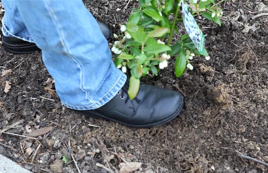 Heidelbeeren - Einpflanzen im Garten