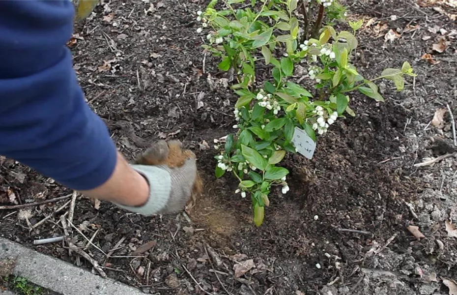 Heidelbeeren - Einpflanzen im Garten