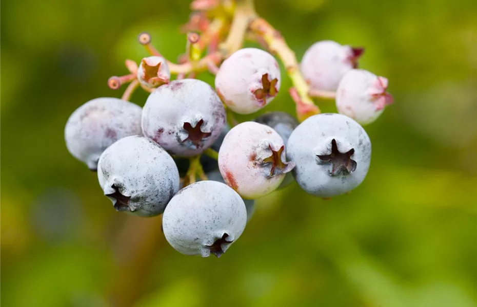 Heidelbeeren – die blauen Super-Beeren