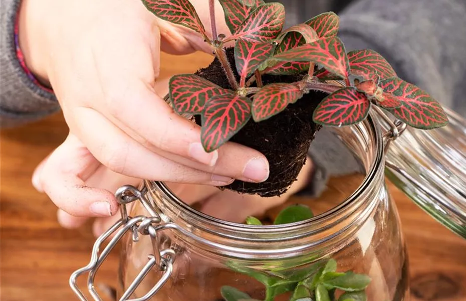 Der Zimmergarten – ein kleines Biotop im Glas