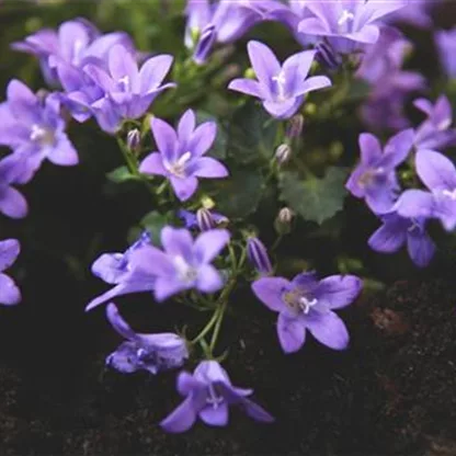 Dalmatiner Polster-Glockenblume - Einpflanzen