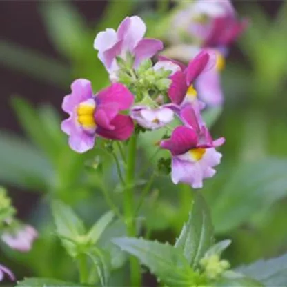 Elfenspiegel (Nemesia) - Einpflanzen