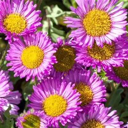 Feinstrahl - Berufkraut (Erigeron) - im Garten