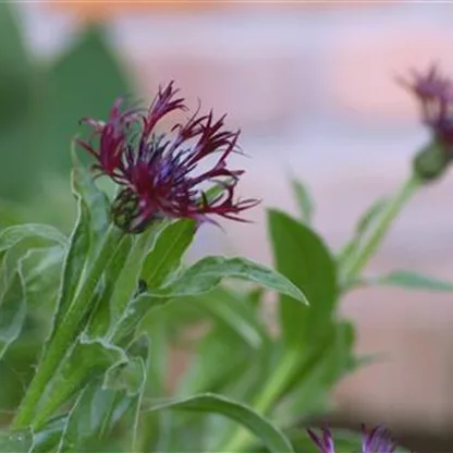 Flockenblume - Einpflanzen im Garten