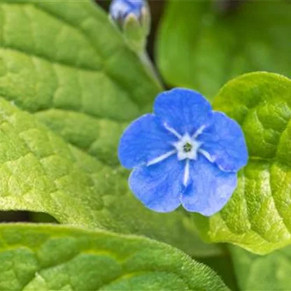 Gedenkemein - Einpflanzen im Garten