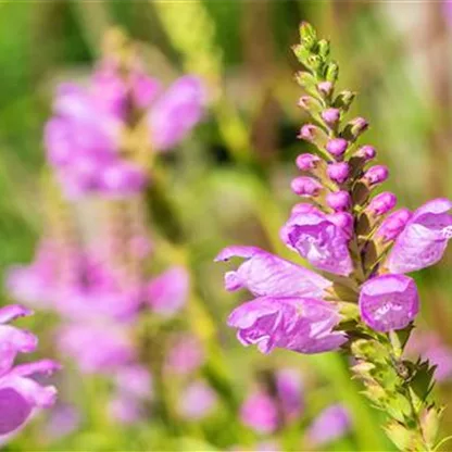 Gelenkblume - Einpflanzen im Garten