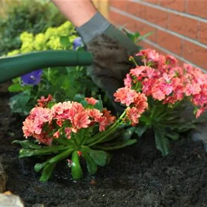 Gewöhnliche Bitterwurz - Einpflanzen im Garten